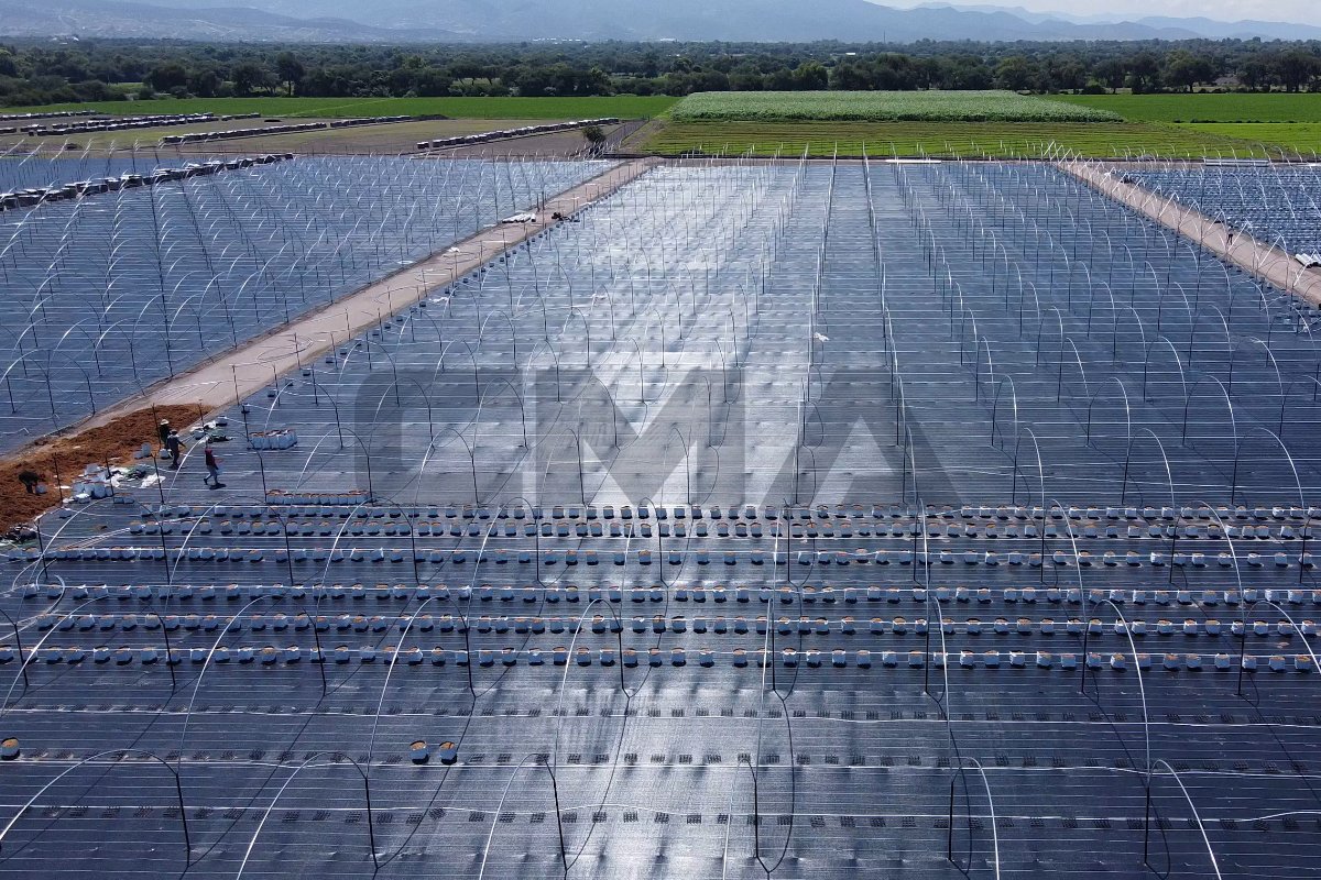 Macrotúneles agrícolas para producción de berries